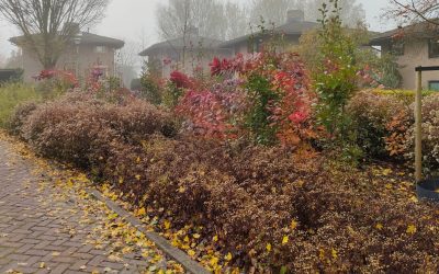 Onderhoudsniveau is bepalend voor de levensduur van beplanting