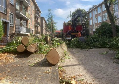 Cyclisch onderhoud bomen – Gemeente Rijswijk