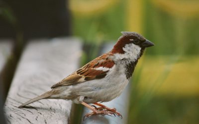 Het broedseizoen is van start gegaan