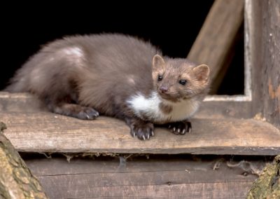 Aanvullend ecologisch onderzoek marterachtigen, ransuil en vleermuizen